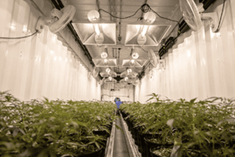 Hazardous Locations In Cannabis Processing Facilities Hazardous Locations In Cannabis Processing Facilities